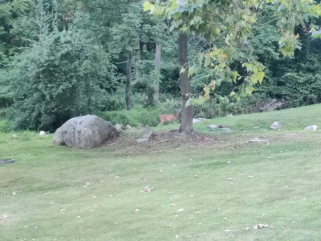 A blurry image of a white tail doe grazing on bushes and small trees at the edge of the property line.