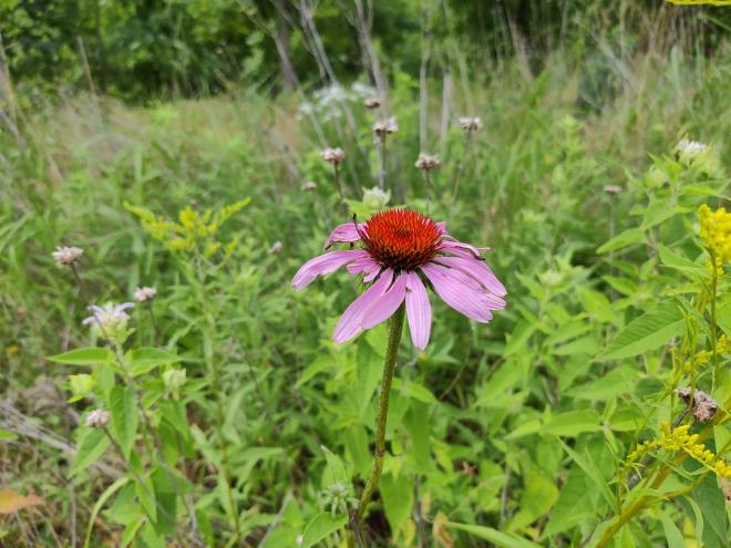 A purple-pink and red flower in the foreground with dense green foliage behind.