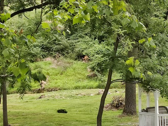 Another photo of a white tail buck grazing through shrubs and small trees.